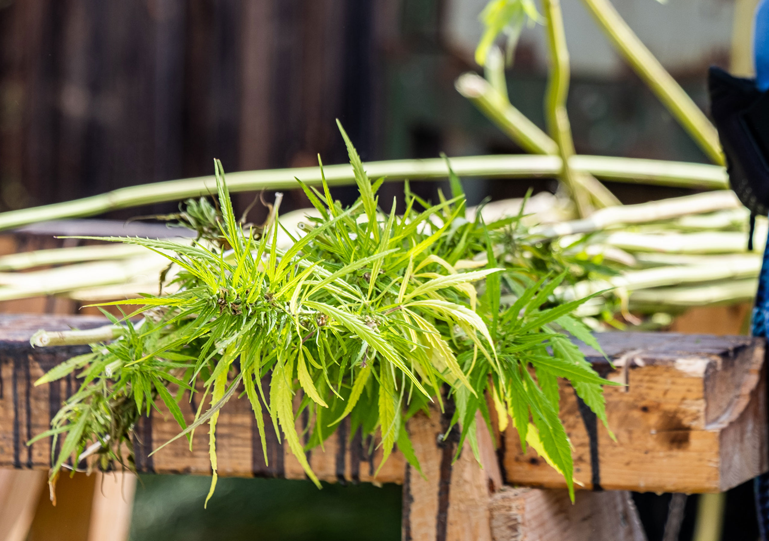 sona-werkstoff-hanf-ernte-2560x1800px